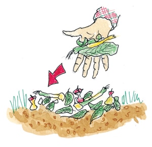 Compost Biologique fait maison