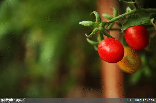 Nos conseils pour faire pousser des légumes sur son balcon