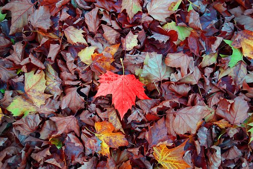 Comment faire du compost avec des feuilles mortes ?