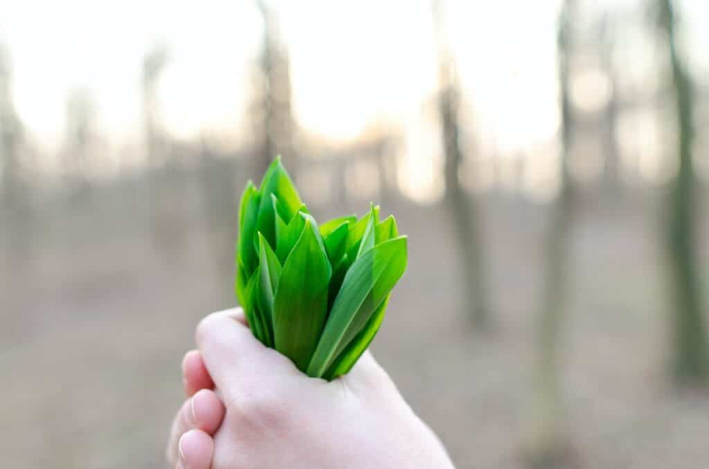 Quelle profondeur pour un bac potager ?