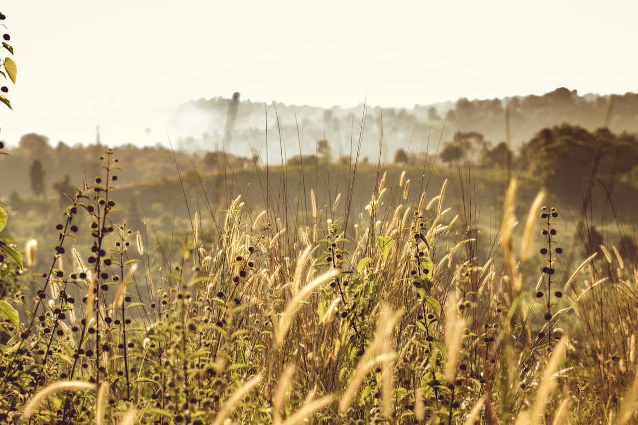 Sarcloir pour jardinage : comment nettoyer un terrain plein de mauvaises herbes avec ?