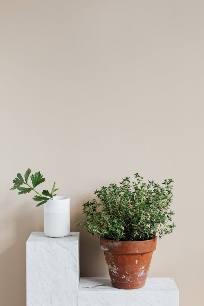 Quelle plante mettre dans un pot à l&rsquo;extérieur ?